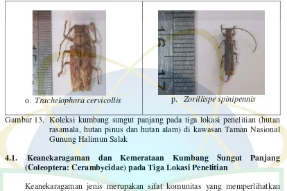 Gambar 13.  Koleksi kumbang sungut panjang pada tiga lokasi penelitian (hutan 