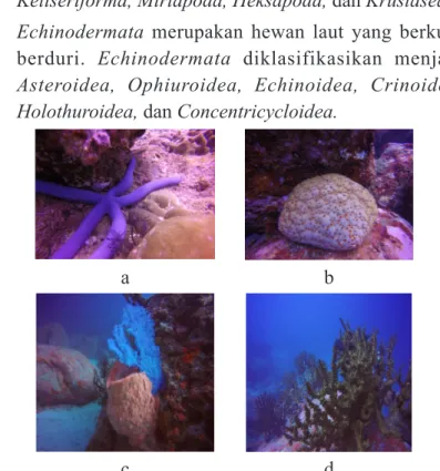 Gambar 9. Invertebrata Laut; (a) Linckia laevigata; (b) Culcita  novaeguineae; (c) Xestospongia testudinaria; dan (d) Tubastrea 