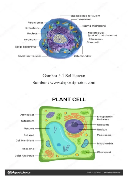 Gambar 3.1 Sel Hewan Sumber : www.depositphotos.com