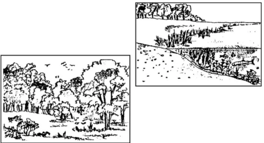 Gambar 1. (A) Ekosistem hutan (kiri), (B) Ekosistem Air Laut (kanan)  Sumber: William, (1989)