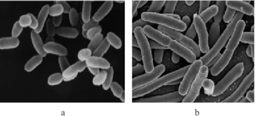 Gambar 1. Organisme Prokariotik; (a) Archaebacteria, dan (b)  Eubacteria (Sumber: Panawala, 2017)