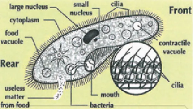 Gambar 2.  Paramecium (Sumber: Hollar, 2012)