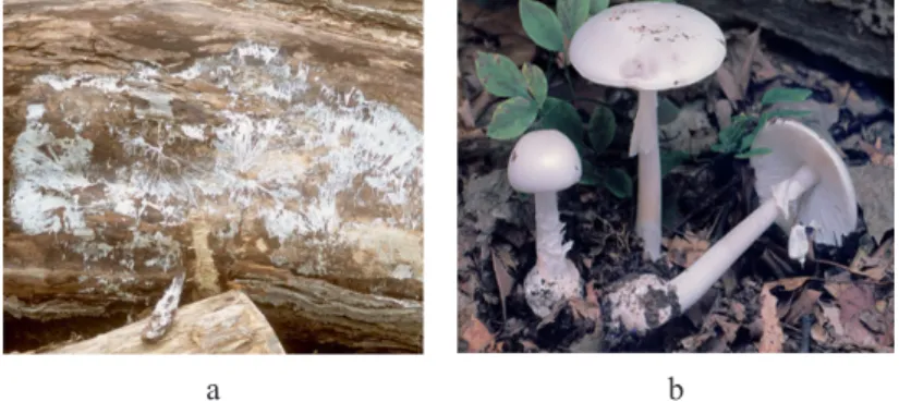 Gambar 4. Jamur; (a). Miselium jamur di batang kayu yang  membusuk; (b) Amanita bisporigera 