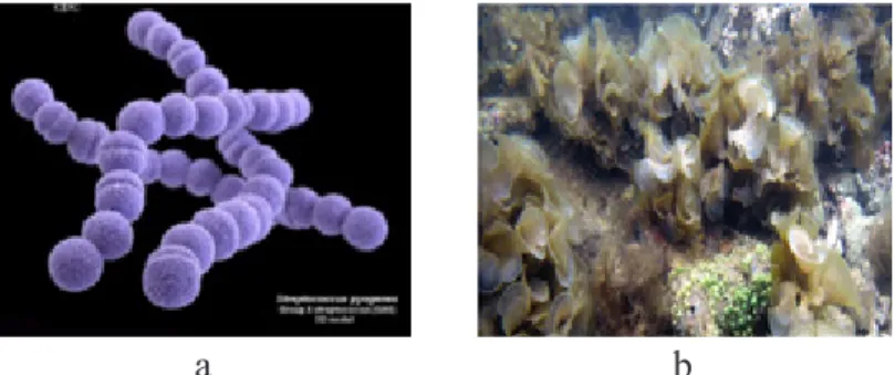 Gambar 6. Kingdom Plantae; (a) Streptococcus sp; (b) Alga Coklat  Padina australis