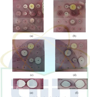 Gambar 4.2 Hasil skrining antibakteri dari ekstrak hasil kultivasi dengan metode 