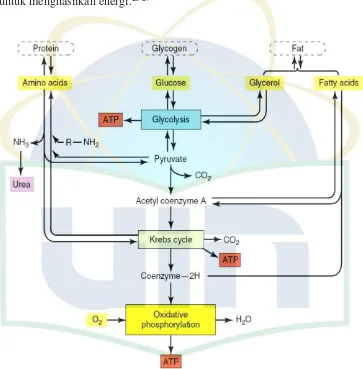 Gambar 2. Metabolisme Glukosa Melalui Proses Glukoneogenesis 