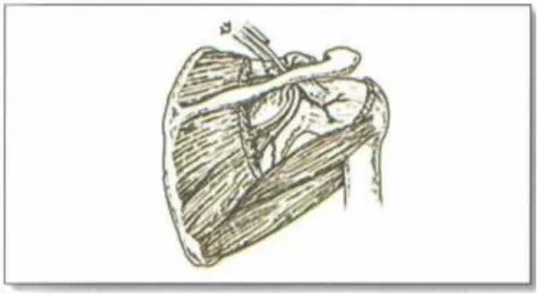 Gambar 10.7 Anatomi saraf supraskapular aspek dorsalis 