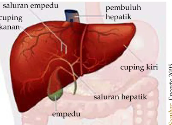 Gambar 1.2  Hati dan empedu Sumber: 