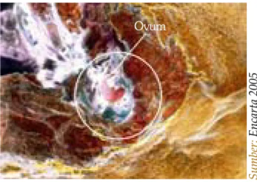 Gambar 2.4  Ovum Ovum
