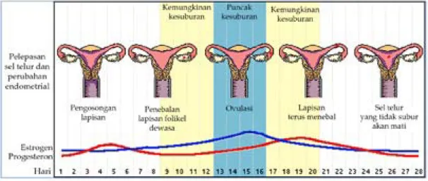 Gambar 2.6  Siklus menstruasi Sumber: 