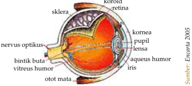 Gambar 3.6  Struktur mata