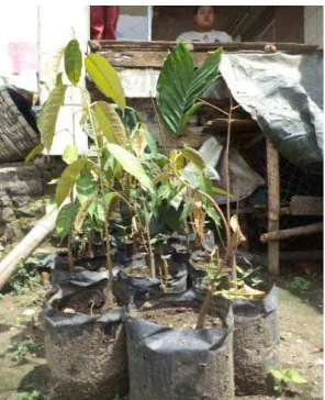 Gambar 2. Bibit durian hasil perbanyakan generatif oleh petani Desa Lau Bagot 