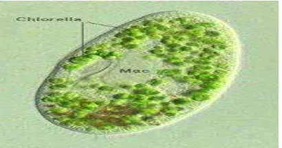 Gambar 2.1. penampang mikroalga  chlorella  