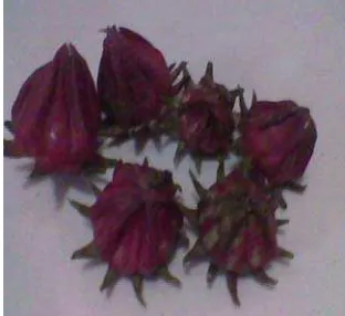 Gambar 5. Kelopak bunga Rosela setelah proses pengeringan 