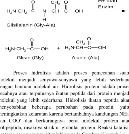 Gambar 2. Hidrolisis Ikatan Peptida oleh Enzim Protease 