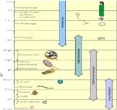 Gambar 1.1. Ukuran relatif Biomolekul Penyusun Mahluk Hidup 