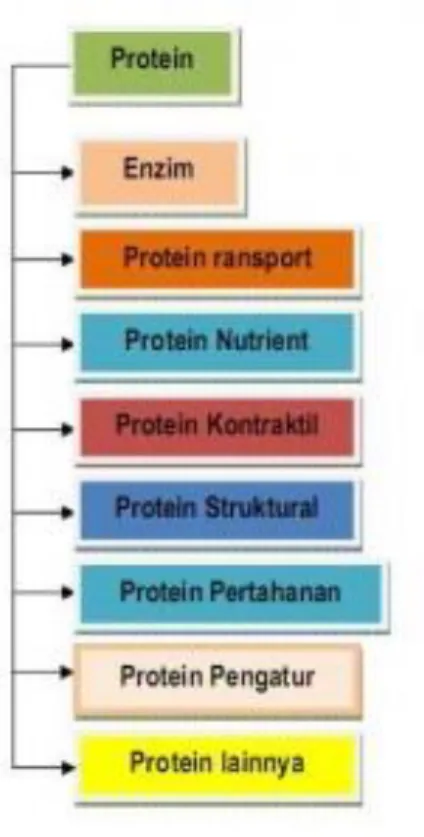 Gambar 2.2. Skema Penggolongan Protein Berdasarkan Fungsinya  1.  Protein  Sebagai  Enzim,  merupakan  protein  yang  dapat 