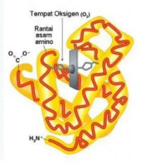 Gambar 2.3. Mioglobin yang Mendistribusikan Oksigen Ke  Otot 
