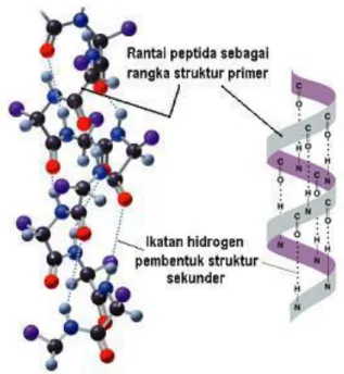 Gambar 2.5. Protein Dengan Struktur Sekunder 