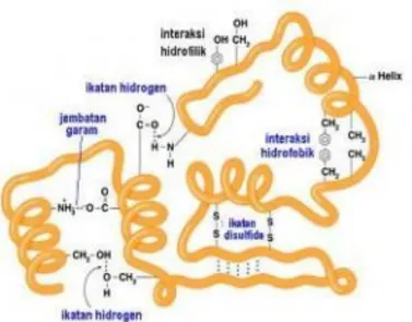 Gambar 2.6. Struktur tersier dari protein Globular 