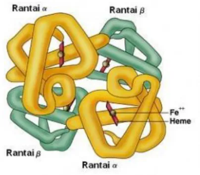 Gambar 2.12. Struktur Kuartener Yang Diwakili Oleh Molekul  Hemoglobin 