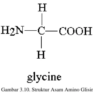 Gambar 3.10. Struktur Asam Amino Glisin 