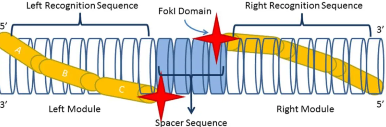 Figure 5: ZFN Terminology. The transparent cylinders represent double-stranded DNA labeled for 5’ 