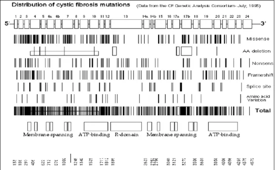 Figure 7: Distribution of Mutations on the CFTR Gene. This illustration is reproduced from the Cystic  Fibrosis Mutation Database  35 