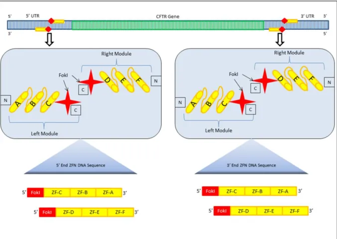 Figure 8: Experimental Design for CFTR replacement Therapy. After locating possible ZFN cut sites in  the 5’ and 3’ UTR, the ZFP sequence can be determined