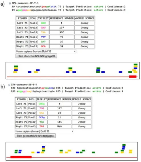 Figure 9: ZiFiT Results. The results given by the search of the 5’ and 3’ UTR of the CFTR include a  representation of the potential sequence with the triplets to be recognized by known ZFPs each  represented by a different color text