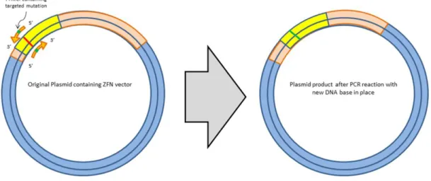 Figure A.1: PCR Mutagenesis studies. These studies are often performed with circular plasmids