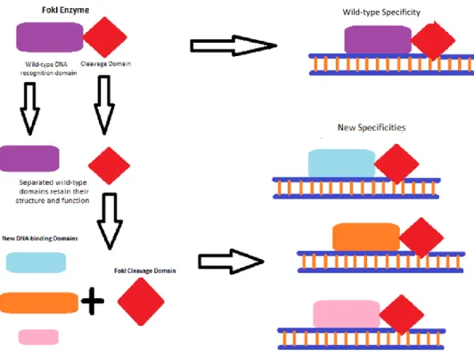 Figure 2: FokI Domain Recombination. Based on early studies, the cleavage and DNA recognition domains of wild-type FokI  are separated and new DNA binding domains can be attached to the FokI cleavage domain to generate new enzymes with  new specificities