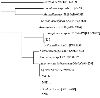 Fig. 1 Phylogenetic tree of 16S rRNA gene sequences of isolates (NMD1, M4D1b, M4T1c, and T37) with the other rubber-degrading microorganisms
