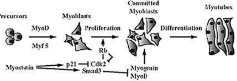 Gambar 1 Mekanisme kerja myostatin dalam pertumbuhan otot dan diferensiasi (Langley et al
