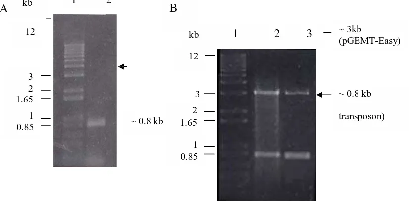 Tabel 1. Frekuensi transkonjugasi transposon mini-Tn5Km1 dari E. coli S17-1 (�pir) ke B