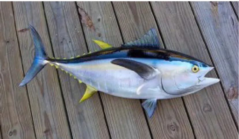 Gambar 2.1. Ikan Tuna Sirip Kuning (Thunnus albacares)