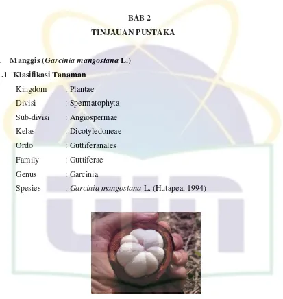 Gambar 2.1. Buah Manggis (Garcinia mangostana L.)  