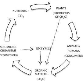 Fig. 6.1.  The Carbon-Cycle (After Salam, 2014). 