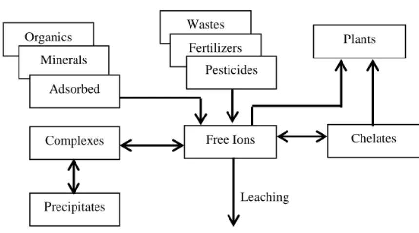 Fig. 8.1.  The relationships between forms of heavy metals in the soil environment  (Adapted from Salam, 1997a; Salam, 2017)