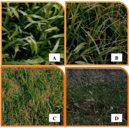 Fig. 3.1  Selected tropical grass-weeds of Indonesia 