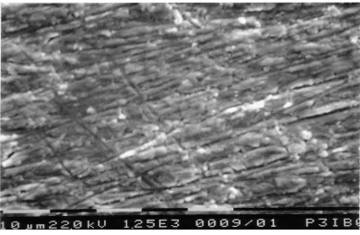 Gambar 4. Mikrostruktur logam zirkonium standar yang telah dioksidasi pada temperatur 550uap airoC selama 24 jam dalam suasana  