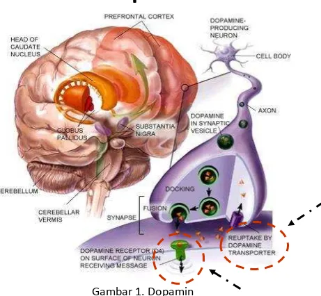 Gambar 1. Dopamin 