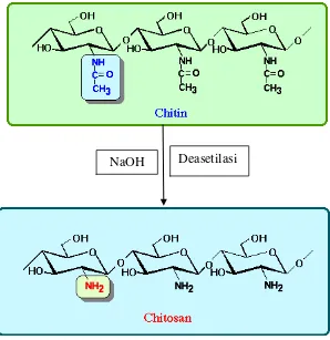 Gambar 4. Reaksi Pembentukan Chitosan dari Chitin 