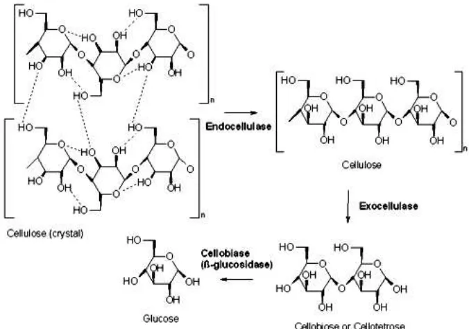 Gambar 2.2. Mekanisme hidrolisis selulosa (en.wikipedia.org/wiki/cellulase). 