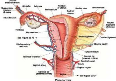 Gambar 2.2 Alat Genetalia Interna Wanita 