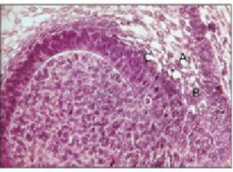 Fig  2-10 Histodifferentiation. A—stellate  re-ticulum;  B—outer  enamel  epithelium;  C—  stratum intermedium; D—ameloblasts.