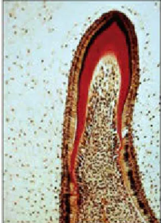 Fig 2-13 Early crown formation.