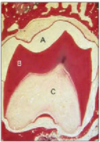 Fig 2-14 Crown stage. A shows the enamel space that has been lost during slide preparation