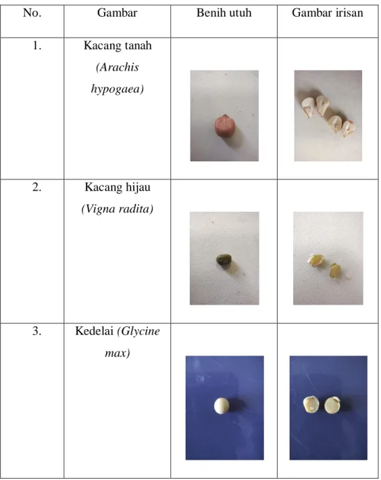 Tabel 4.1.1 Hasil pengamatan biji sub kelas dikotil.  