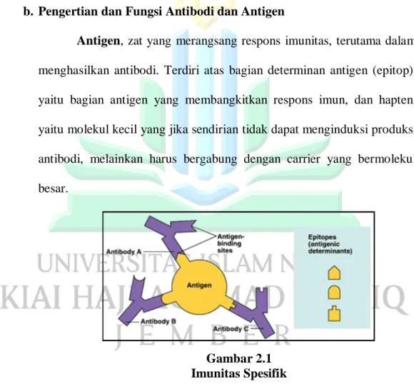 Gambar 2.1   Imunitas Spesifik 